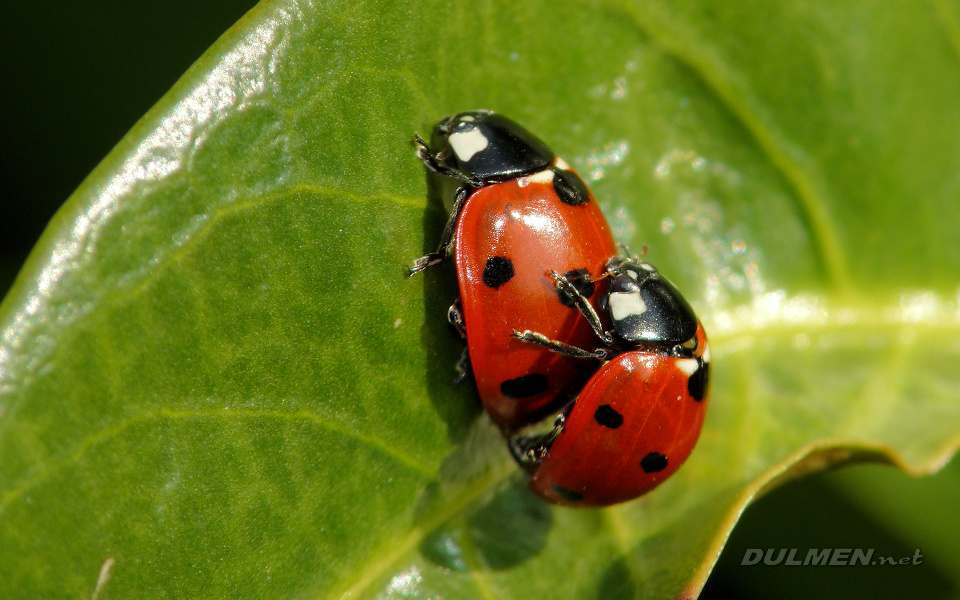 Mating Ladybugs (Coccinella septempunctata)